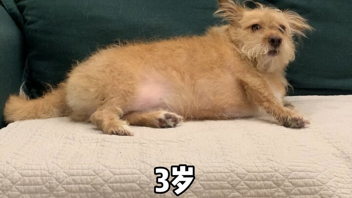 The formation of mango seeds...