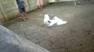 white kelso..sinibalang 🥰