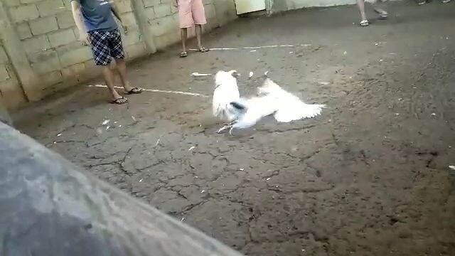 white kelso..sinibalang 🥰