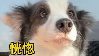 Không có chú chó nào thoát khỏi số phận của mùa Xuân Vận