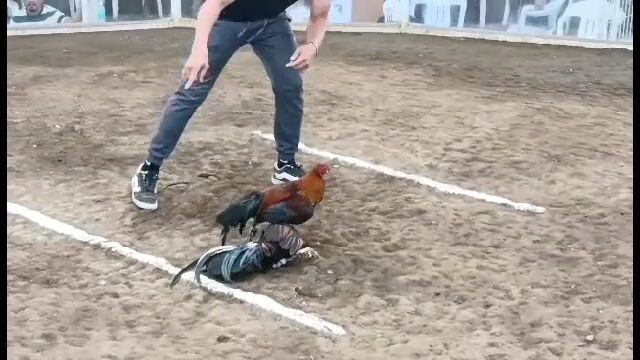 2025 FIGBA 8 Stag Local Edition Second Fight - loss