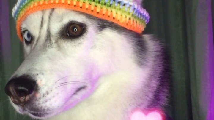 Lihat deh, anjing ini kok lembek banget kayak cewek?