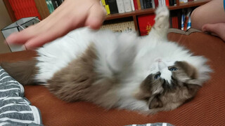 [Ragdoll] Anak Kucing yang Lembut dan Imut