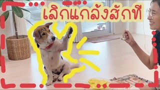 โลกของแสนดี ตอน หมาจรผู้หิวโหยTT