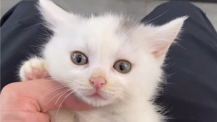 The First Failure of Cat Priest Education in the History of Cat Priest Academy