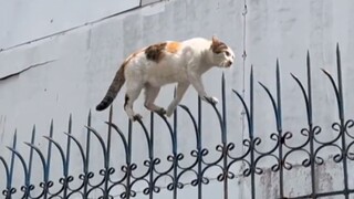"There is no such thing as easy in the world of adult cats"