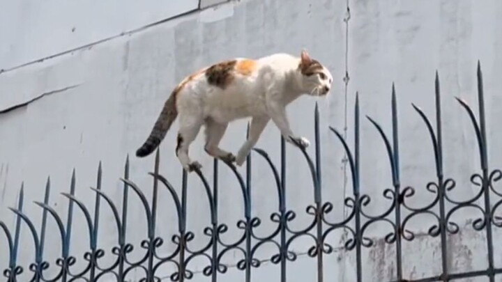 "Tidak ada yang mudah di dunia kucing dewasa"