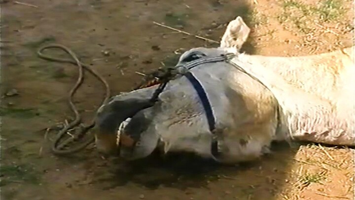 The Prince of Yan offered a thousand pieces of gold to acquire a thousand-li horse, but his envoy br