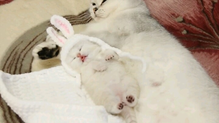 Mother cat loves her cute baby so much!