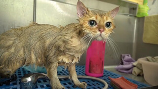 Washing a golden british shorthair