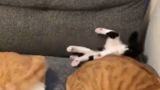 Cat: Why are you saving me?