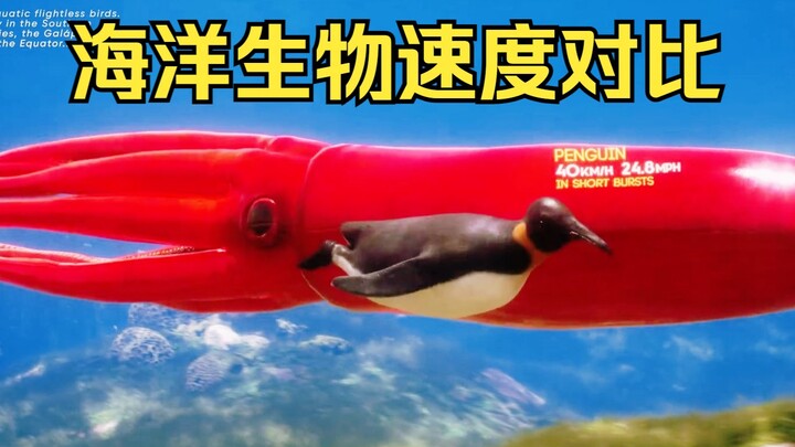海洋生物速度对比