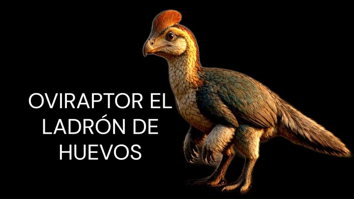 OVIRAPTOR EL LADRÓN DE HUEVOS / THE EGG THIEF