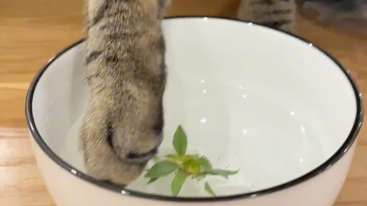 Cat: How dare you tempt me!