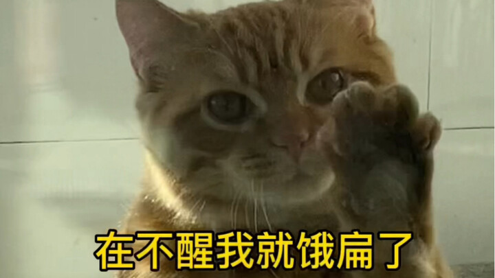 If you don’t open the door soon, I’m gonna starve to death!