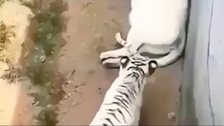 Battle between 2 tigers