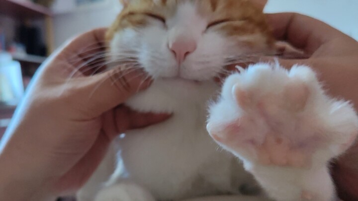 Cat: This master does a great job—five-star review!!!