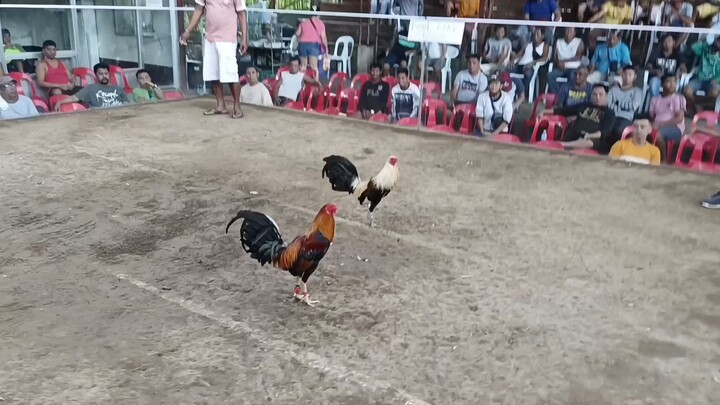 Signature Hatch Grey Fastest kill.