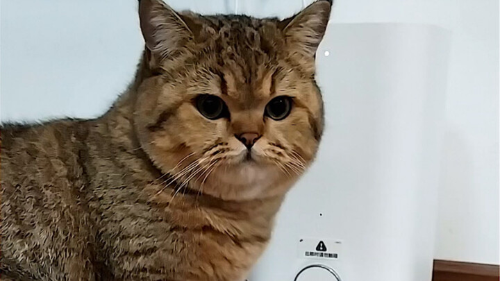 Definitely don’t teach your cat to use a feeder~