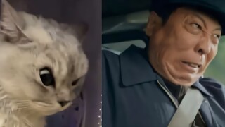 Mèo: Người khác không nổi giận thì coi người ta là đồ ngốc à?