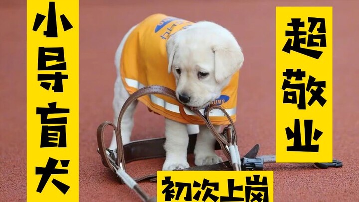 Anak anjing pemandu buta hari pertama masuk kerja, lucu sekali!