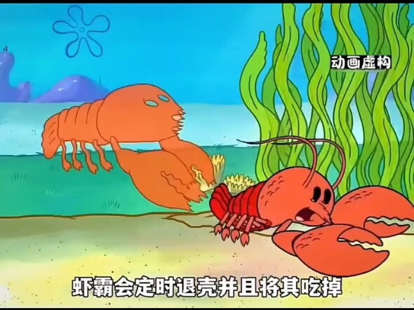 虾霸会定时蜕壳并且吃掉