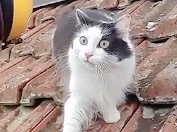 Cat owners, come save the day!