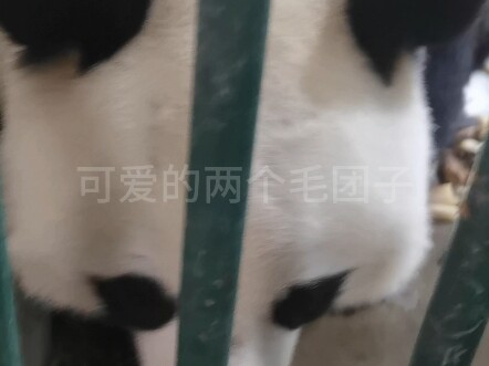Zhen Sheng goes moo, moo, moo; Yun’er goes baa, baa, baa!