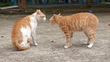 Hai chú mèo cãi nhau