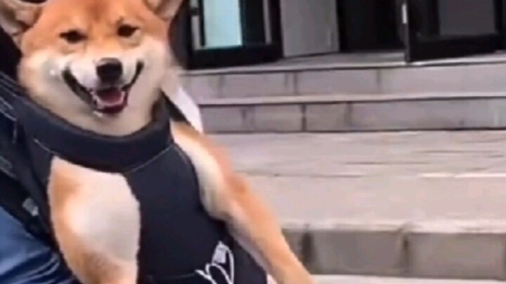 "If two dogs live together for a long time, how can they stay together day and night?"