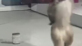 سجلات دردشة مذهلة، أحب مشاهدتها