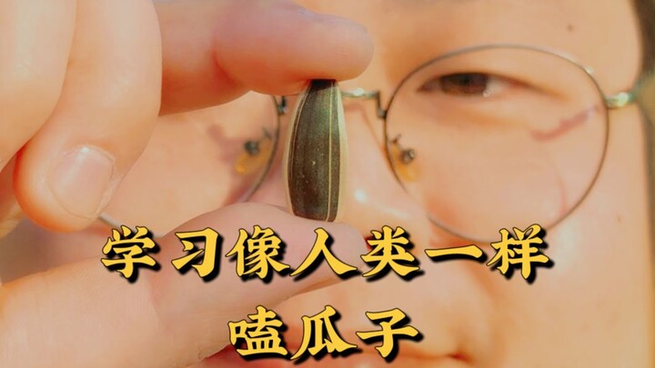 Sunflower seeds, a kind of plant information packet.