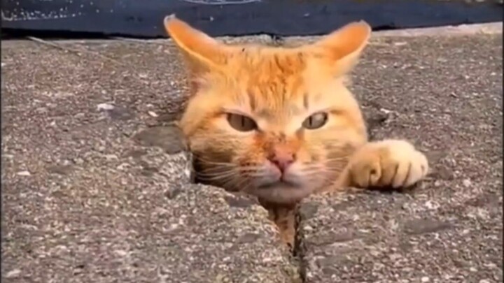 Maomao: I’m really torn apart by this Lao Liu!