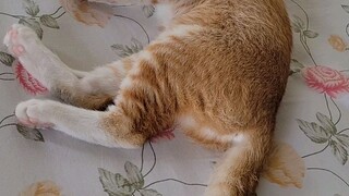 Mew...