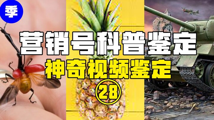 【鉴定热门】菠萝泡盐水到底有没有用？长得像挖掘机的虫虫会给自己后代搭建糖果屋？