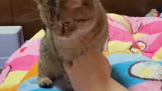 Tidak bisakah anak kucing menginjak susu? Ajarkan saja dan Anda akan mahir!