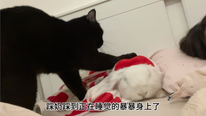 The Reason and Process Behind the Rabbit Beating the Cat