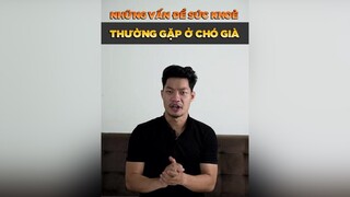 Những vấn đề sức khoẻ thường gặp ở chó già petonesaigon tuitienpet dcgr