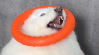 9.9元20个圈，碰到就可以带走