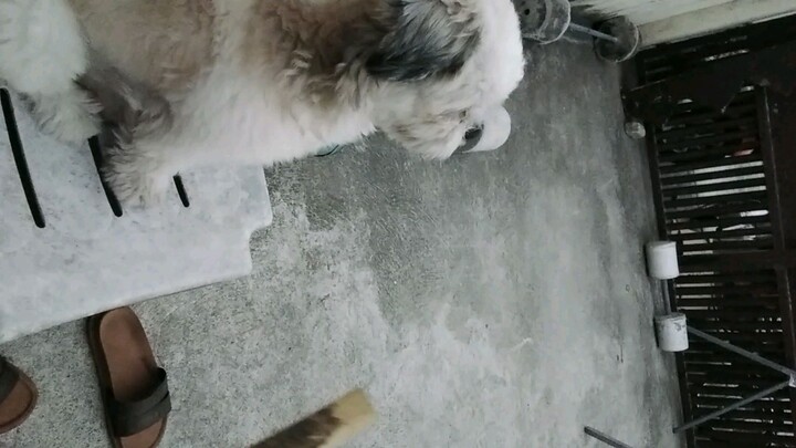 covie