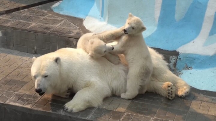 A mischievous baby polar bear wakes its mom up ＼(`Δ’)／