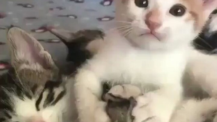 Cat: Does this person have cat disease?