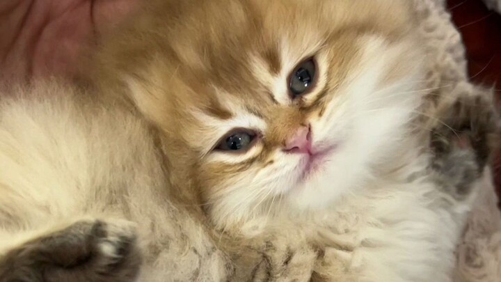 Who would like a silly little kitten? Only me～