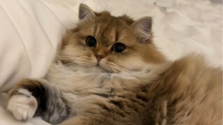 Khi tôi làm lại với mèo những điều mà mèo đã làm với tôi...