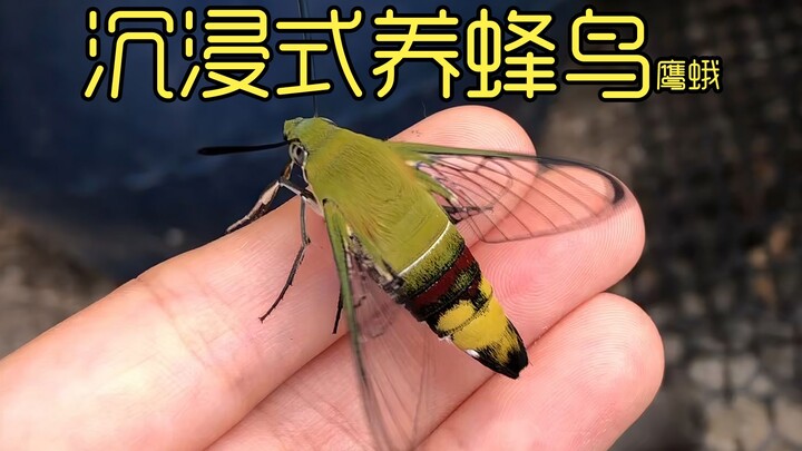 Immersive hummingbird hawk moth raising, after 30 days of raising a hummingbird hawk moth, it flew a