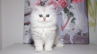 The Cuttest kitty ever British Longhair EVA | Silver Chinchilla | 7 weeks after birth