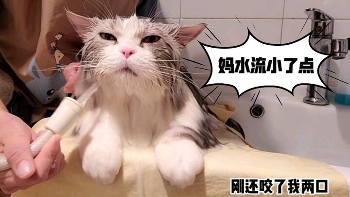 别人家的猫洗澡，水龙头怎么淋都一动不动的。妥妥的假猫。