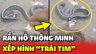 Ngạc nhiên với chú Rắn Hổ biết nghe lệnh XẾP HÌNH TRÁI TIM 😮 | Yêu Lu