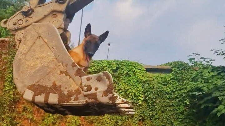 Ekskavator Anjing Kecil