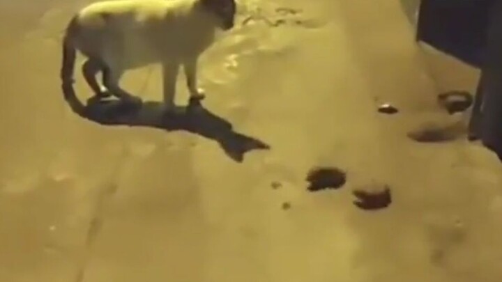 This cat actually watched two mice fighting on the street...